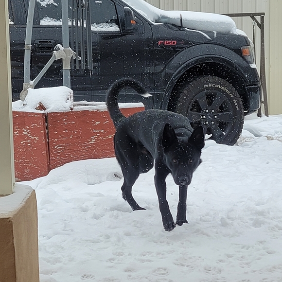 Meet my Hellhound Dexter 😈. He's a thief but loves respectful offers! - Picture 3 of 12